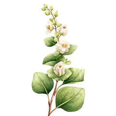 Obraz premium Watercolor botanical illustration of flowering plant with white blossoms and green leaves transparent background