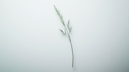 Minimalist indoor plant setup in serene studio during daytime