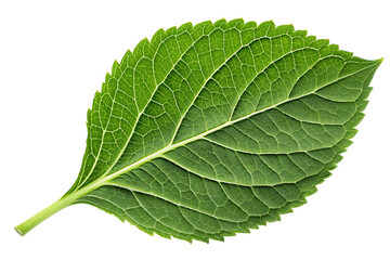 Obraz premium Detailed close-up of a vibrant green hydrangea leaf with intricate veins against a black canvas