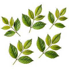 Five leafy green branches arranged against a black background, highlighting the foliage