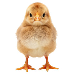 Obraz premium Fluffy, golden-brown chick stands frontal, looking directly ahead with focused expression