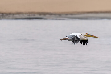 Telephoto shot of a great white pelican -Pelecanus onocrotalus- near Walvis Bay, Namibia