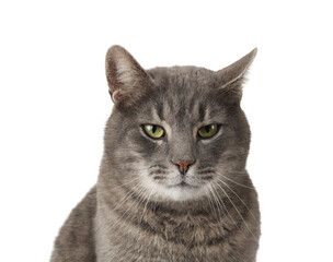 Cute grey cat on white background, closeup