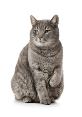 Cute grey cat sitting on white background