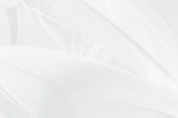 Obraz premium Gray white feather wooly pattern texture background