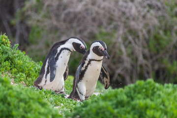 Telephoto shot of two African Penguins, Spheniscus demersus, strolling along Boulders beach, in South Africa.