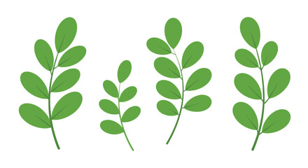 Set of green leaves on stems in various sizes and arrangements.