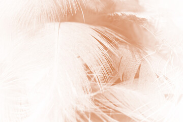 Beautiful brown feather texture pattern background