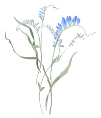 Delicate watercolor bouquet of wildflowers with blue sweet pea, twigs and green leaves. Perfect for wedding invitations, greeting cards, rustic decor, boho design and floral arrangements