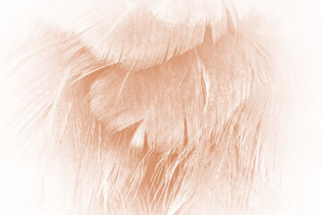 Beautiful brown feather texture pattern background