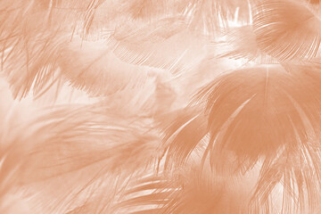 Beautiful brown feather texture pattern background