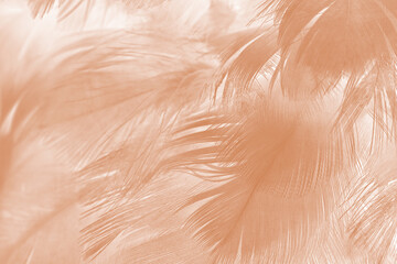 Beautiful brown feather texture pattern background