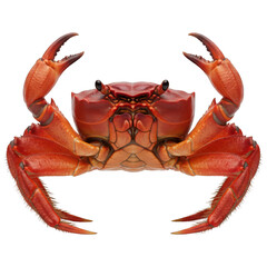Vivid, symmetrical close-up of a bright red crab with large claws and a detailed shell