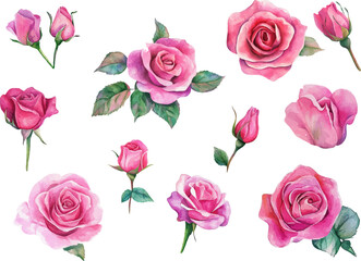 Fototapeta premium watercolor pink roses flowers clipart
