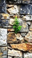 Stone wall with a small plant
