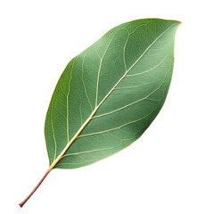 Obraz premium Single green leaf with detailed veins isolated for nature projects