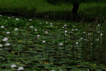 水面に優雅に浮かぶ