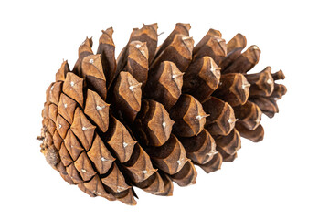 Detailed macro photograph of a single pinecone showing intricate scales and textures
