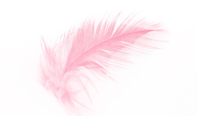 Beautiful  pink feather isolated pastel on white background 