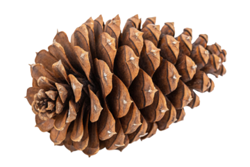 Detailed close-up of a natural pine cone revealing intricate textures and organic forms