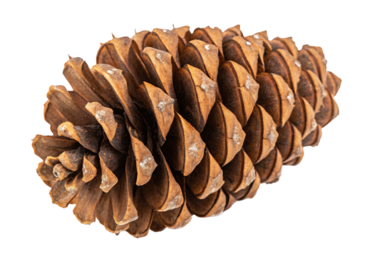 Close-up view of a detailed pine cone natural object isolated on black