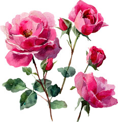 bouquet of pink roses