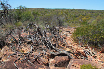 wild vegetation at the kalbarri national park in western australia 