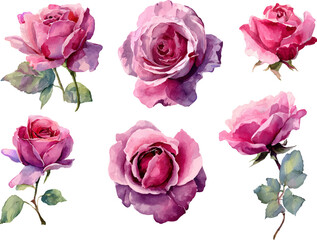 Fototapeta premium set of pink roses