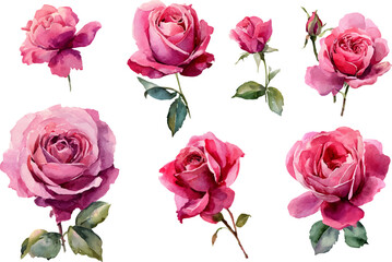 bouquet of pink roses