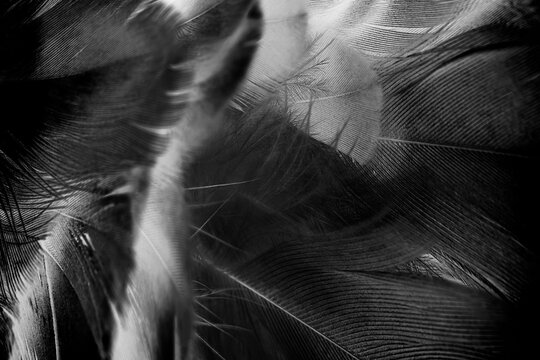 Beautiful black swan crow feather pattern  texture background