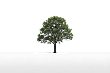 tree isolated on white background