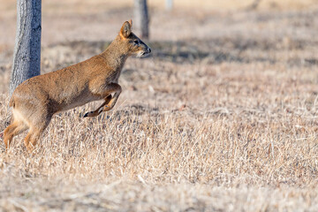 Korean Water Deer Running Across Winter Grassland