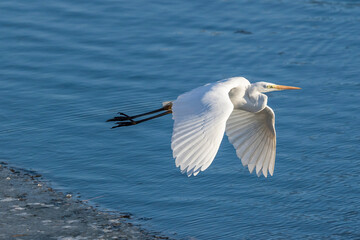 Great Egret Flying Gracefully over Blue River Surface