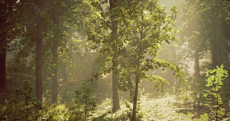 Sunlight gently streams through the leaves of lush green trees, creating a tranquil atmosphere in the forest during golden hour, enhancing the natural beauty of the surroundings.