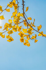 Yellow ginkgo leaves against clear blue autumn sky