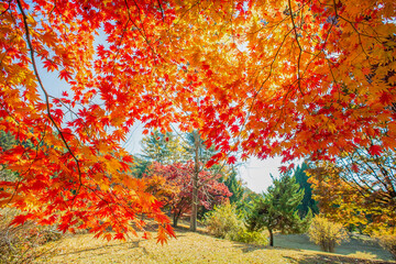 Vivid red and orange maple leaves glowing in bright autumn sunlight
