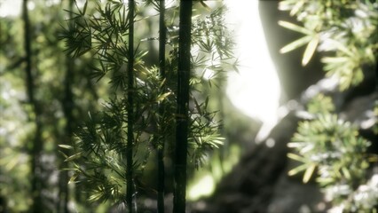 Sunlight gently filters through vibrant green bamboo leaves, creating a tranquil atmosphere in a serene grove. Natures beauty unfolds as shadows dance across the ground.
