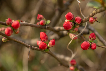 Red Flower Buds of Japanese Quince Signaling Early Spring