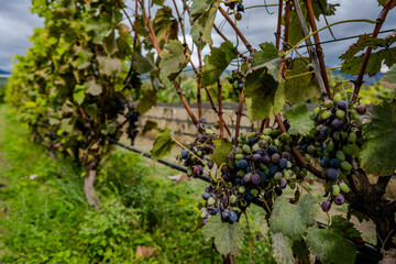Grapevines with ripening grapes in Bio Garden Shaki Azerbaijan
