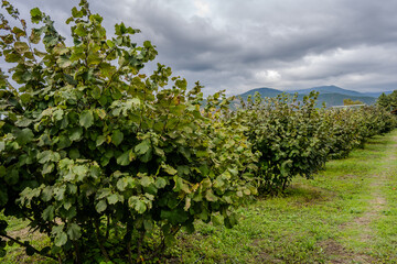 Hazelnut trees in Bio Garden Shaki Azerbaijan