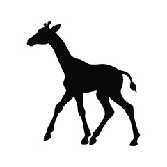 Obraz premium Black giraffe silhouette against white background depicts African wildlife animal gracefully walking, baby giraffe walking silhouette vector illustration