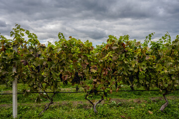 Vineyard with grapevines in Bio Garden Shaki Azerbaijan