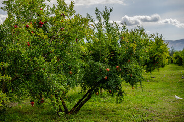 Ripe pomegranates on trees in Bio Garden Shaki Azerbaijan