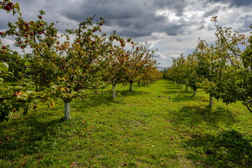 Apple Orchard in Bio Garden, Shaki District, Azerbaijan