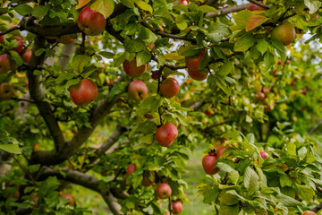 Ripe Apples on Tree Branches in Bio Garden, Shaki District, Azerbaijan