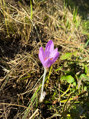Violet Colchicum Speciosum Wildflower in Natural Habitat