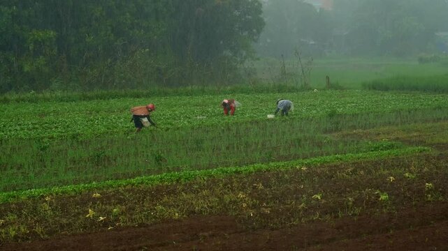 A static shot of three farmers bent over tending crops in rainy rural field, divided into green and brown sections with misty forest in the background of Mauban, Quezon Province Philippines