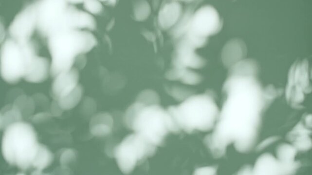 Soft light and shadows from tree branches, plant, foliage.The leaves transparent, blurred shadows are reflected in the morning sunlight. Sun and shadows. Product presentation, mockup for advertising. 