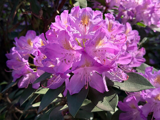 Clusters Rhododendron flowers in spring park.