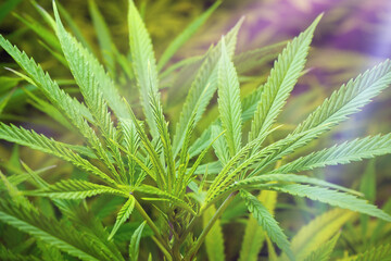 Leaves of medical cannabis under violet lamp